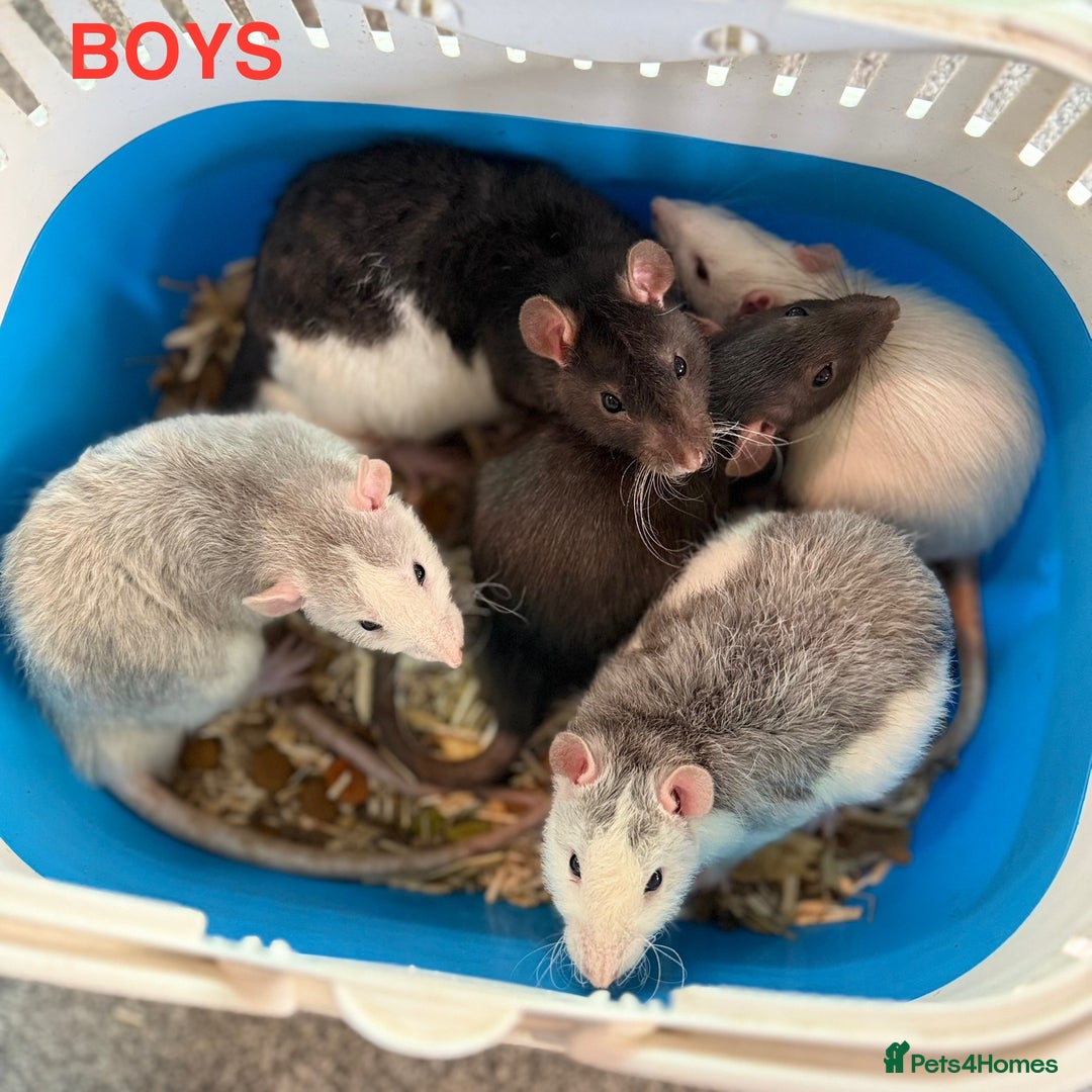 Rat rodents for sale: Baby Rats - Dumbo & Rex  - Image 1