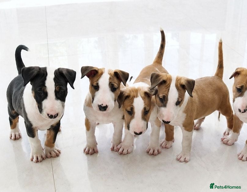 English Bull Terrier dogs Beautiful KC Reg English Bull Terrier Puppies  - Advert 2