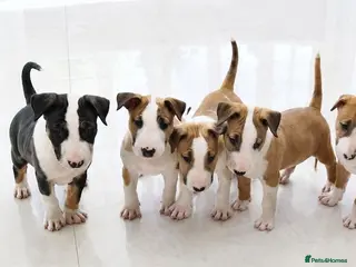 English Bull Terrier dogs Beautiful KC Reg English Bull Terrier Puppies - Advert 2
