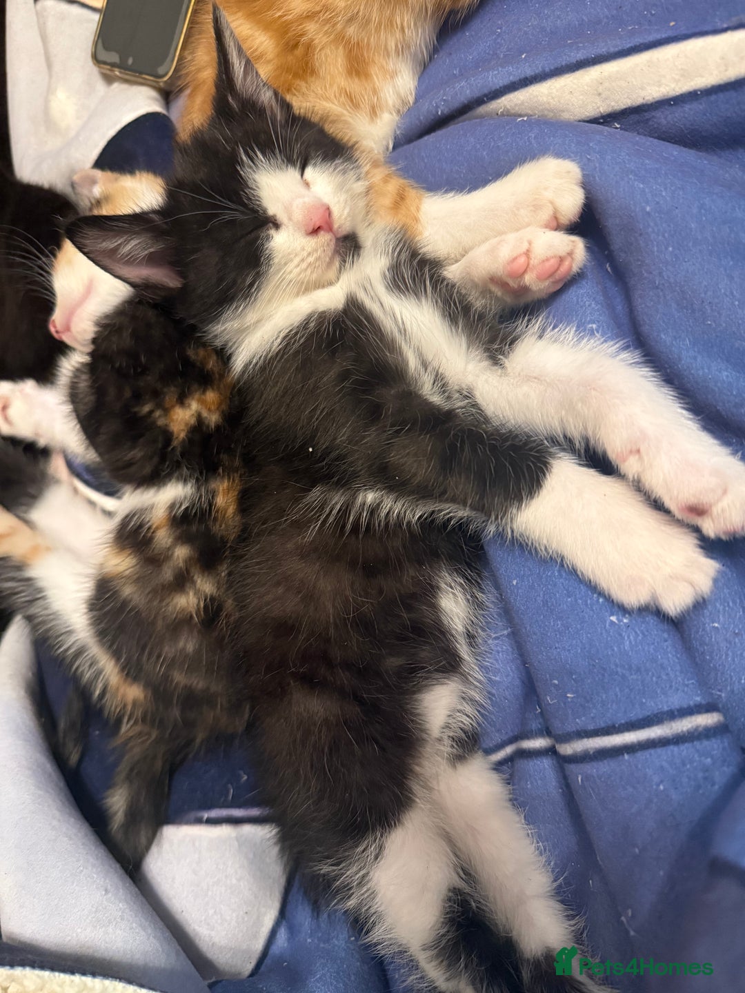 Mixed Breed cats for sale: Kittens  - Advert 8