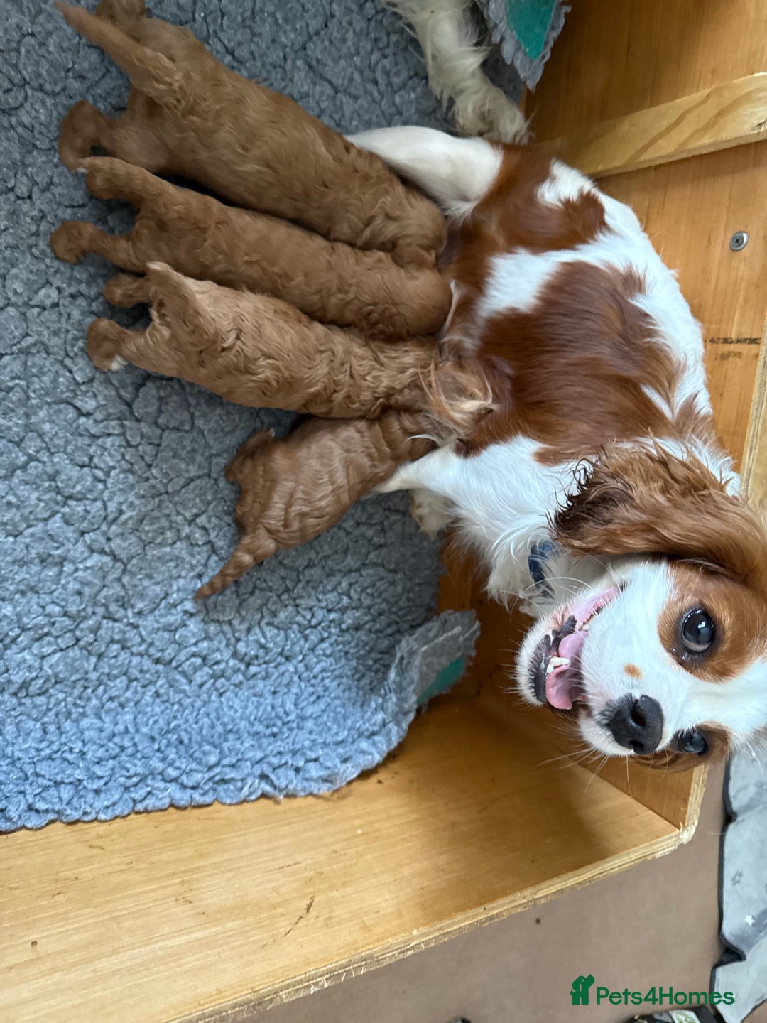 Cavapoo dogs for sale: F1 Toy Cavapoo puppies DNA health tested. - Image 4