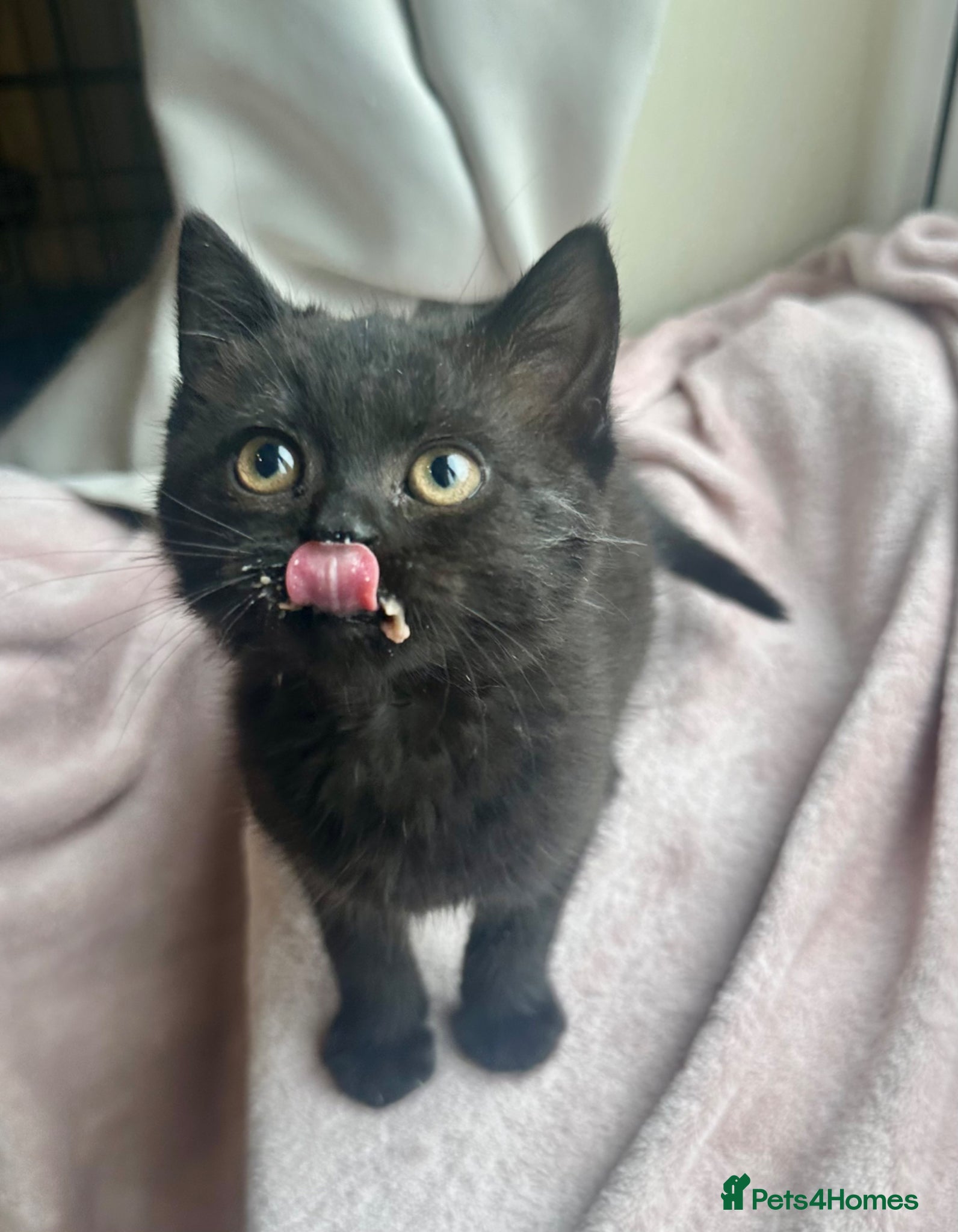 British Shorthair cats for sale: British shorthair cross female kitten - Advert 5