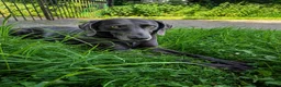Weimaraner dogs for sale: KC Registered Weimaraner Puppies - Advert 9
