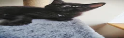 Mixed Breed cats for sale: Black Ragdoll x Russian Blue kitten. - Advert 3