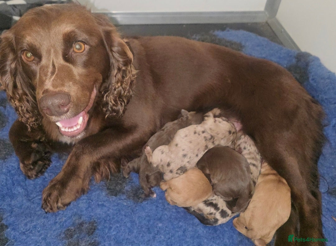 Cockapoo dogs for sale: F1 Minature cockapoos - Advert 4