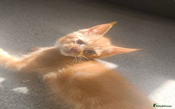 Maine Coon cats for sale: Half Maine coon ready to leave now - Image 10