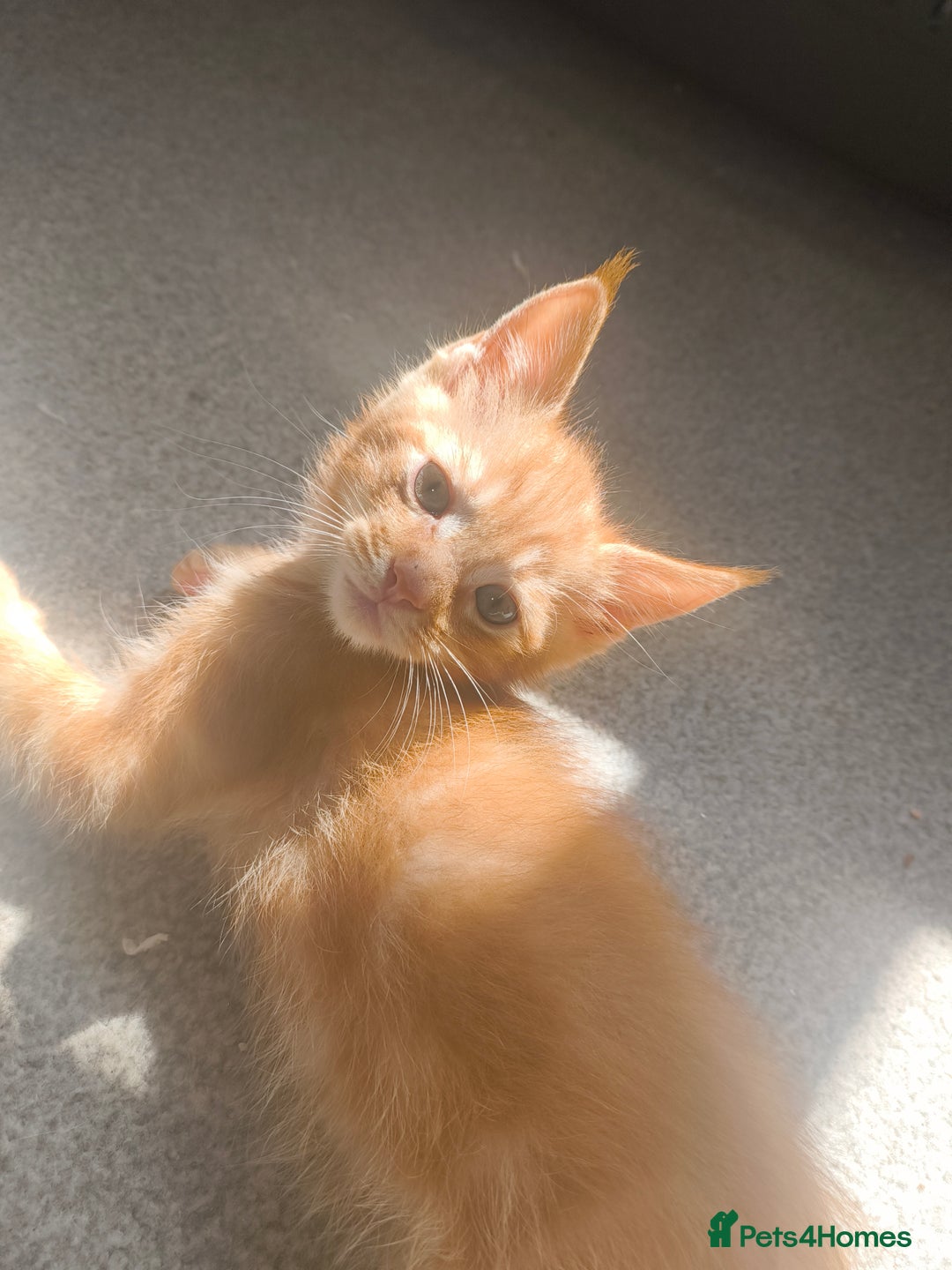 Maine Coon cats for sale: Half Maine coon ready to leave now - Image 10