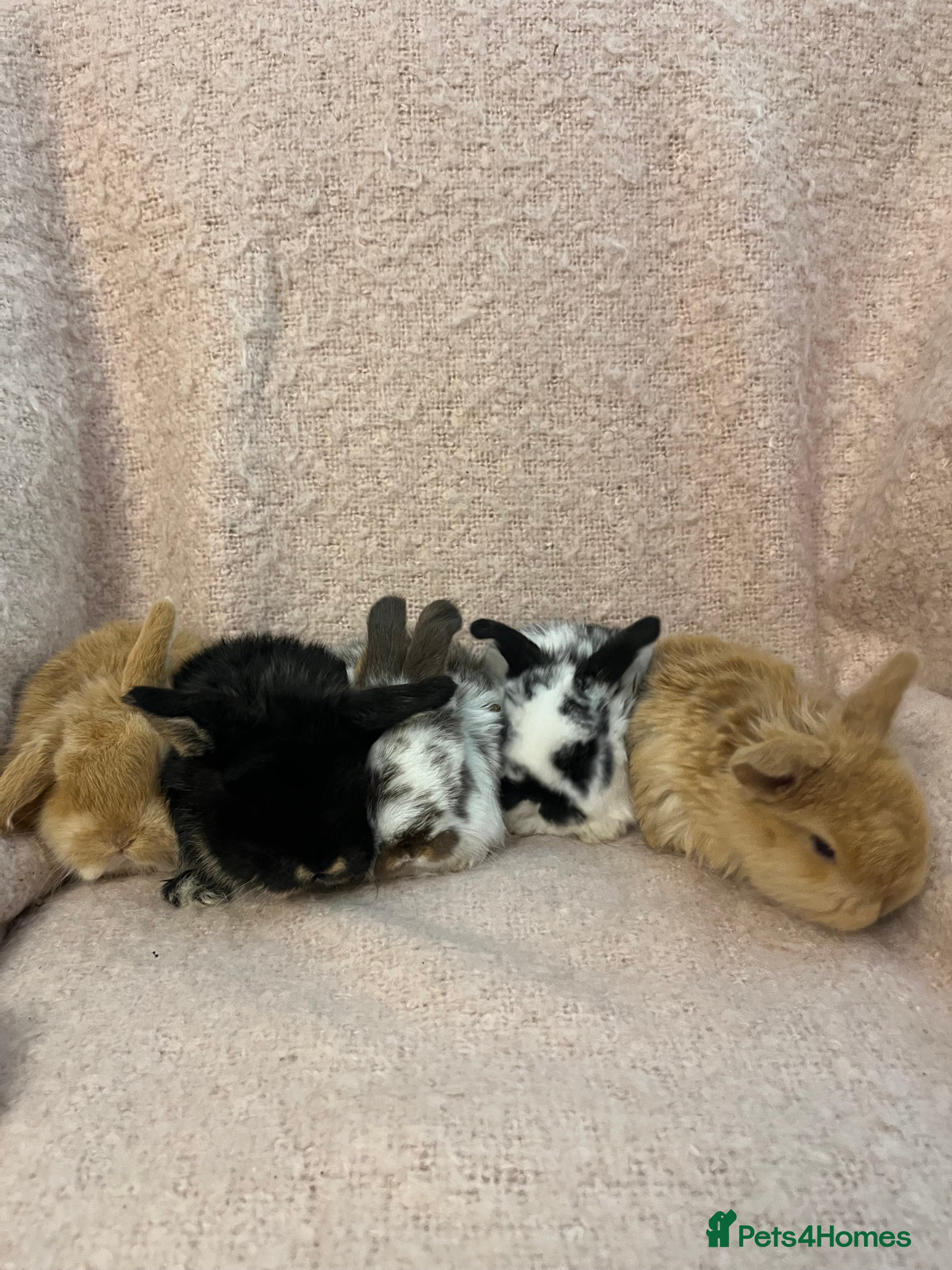 Mini Lop rabbits Gorgeous mini lops  - Advert 19