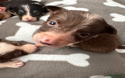 Border Collie dogs for sale: Boarder collie puppies  - Image 7