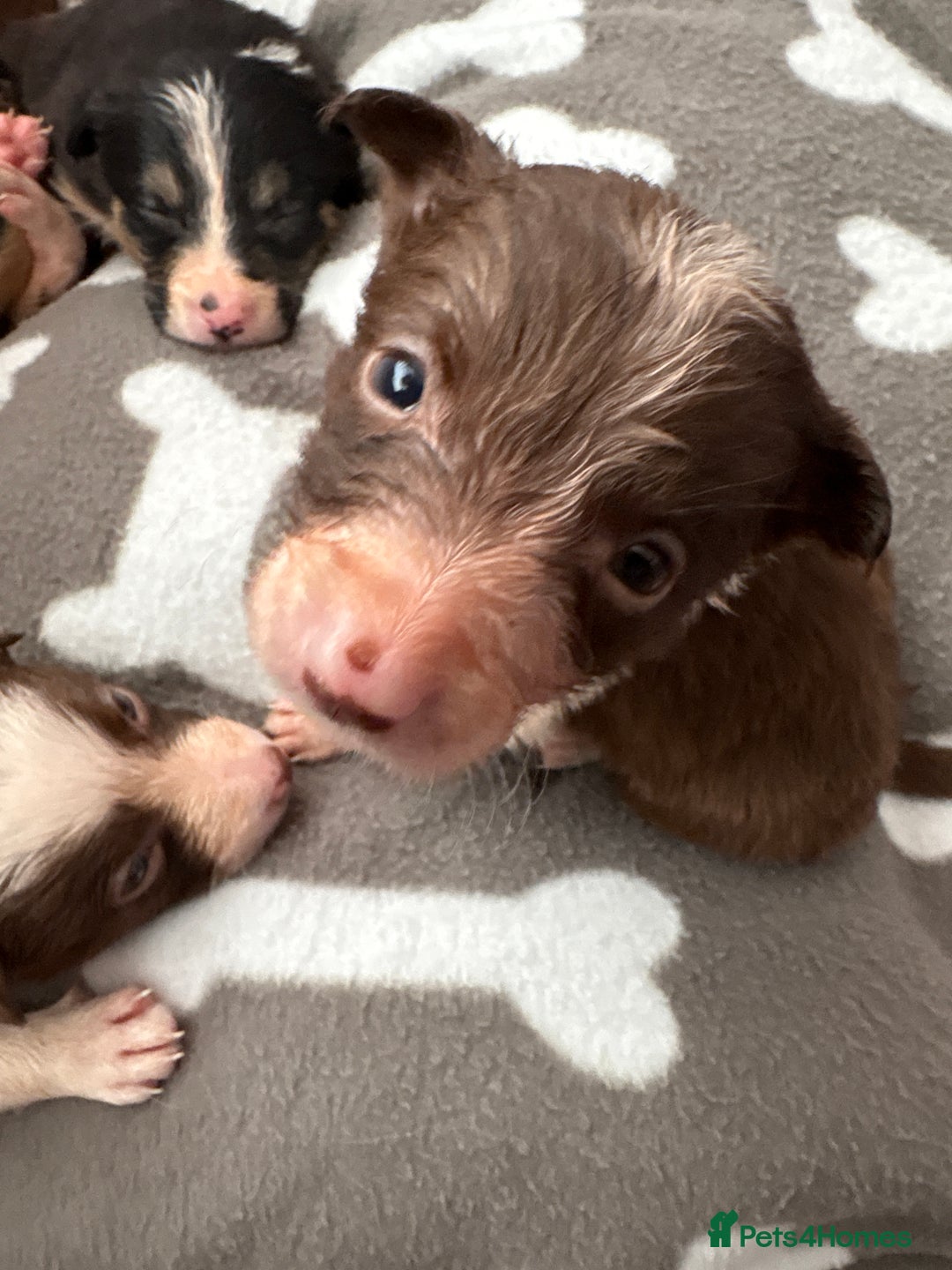 Border Collie dogs for sale: Boarder collie puppies  - Image 7