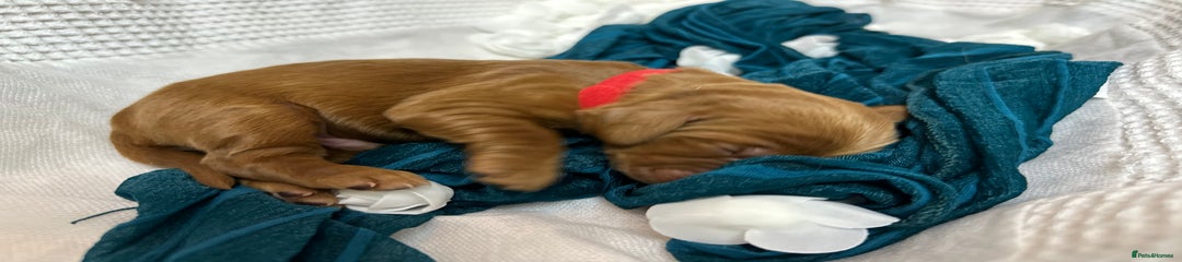Cocker Spaniel Puppy 3