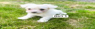 Maltese 3