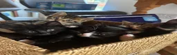 Mixed Breed cats for sale: 4 cute kittens for sale  - Advert 5
