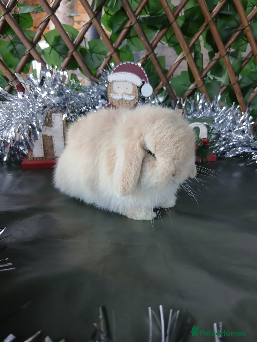 Mini Lop rabbits for sale: Pure mini lop babies - Advert 3
