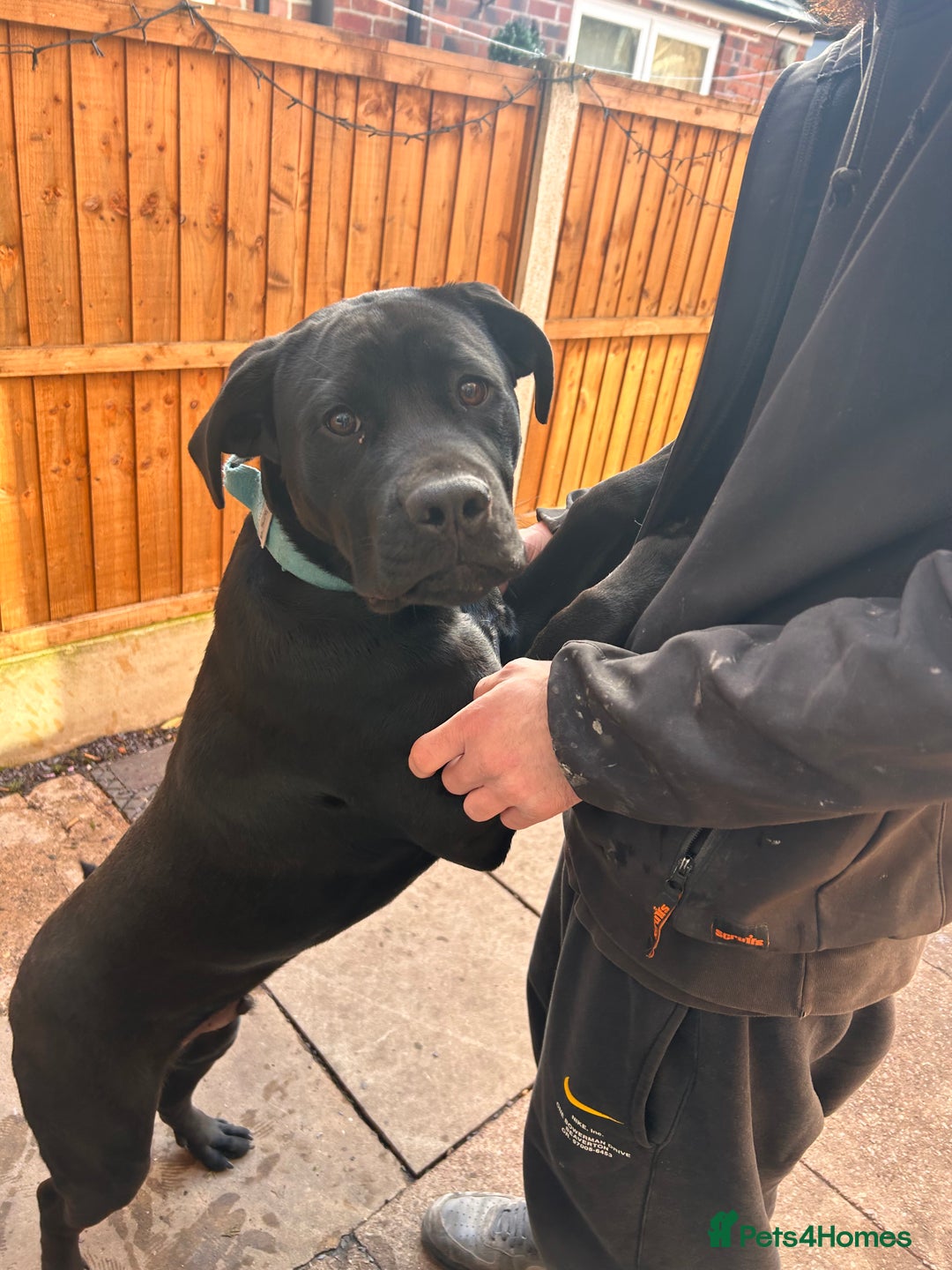 Mixed Breed dogs for sale: Puppy for sale  - Advert 8