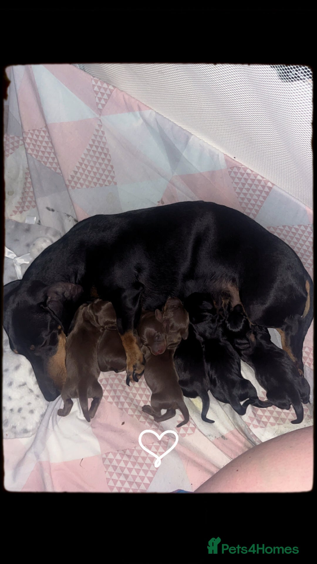 Dachshund dogs for sale: Exceptional Litter Puppies Boys & Girls Available - Image 7