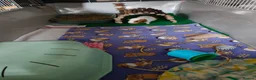 Guinea Pig rodents for sale: Male guinea pig  - Advert 4