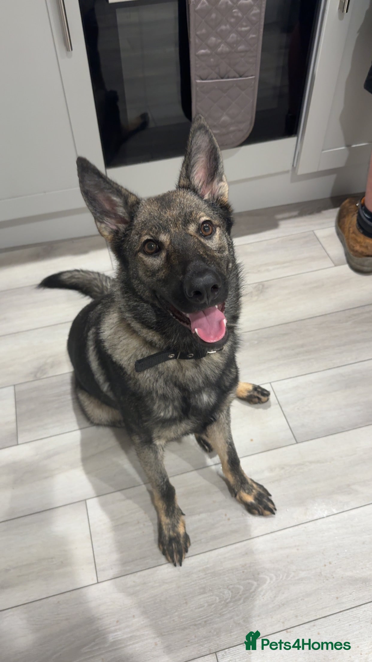 German Shepherd dogs German Shepard bitch - Advert 1