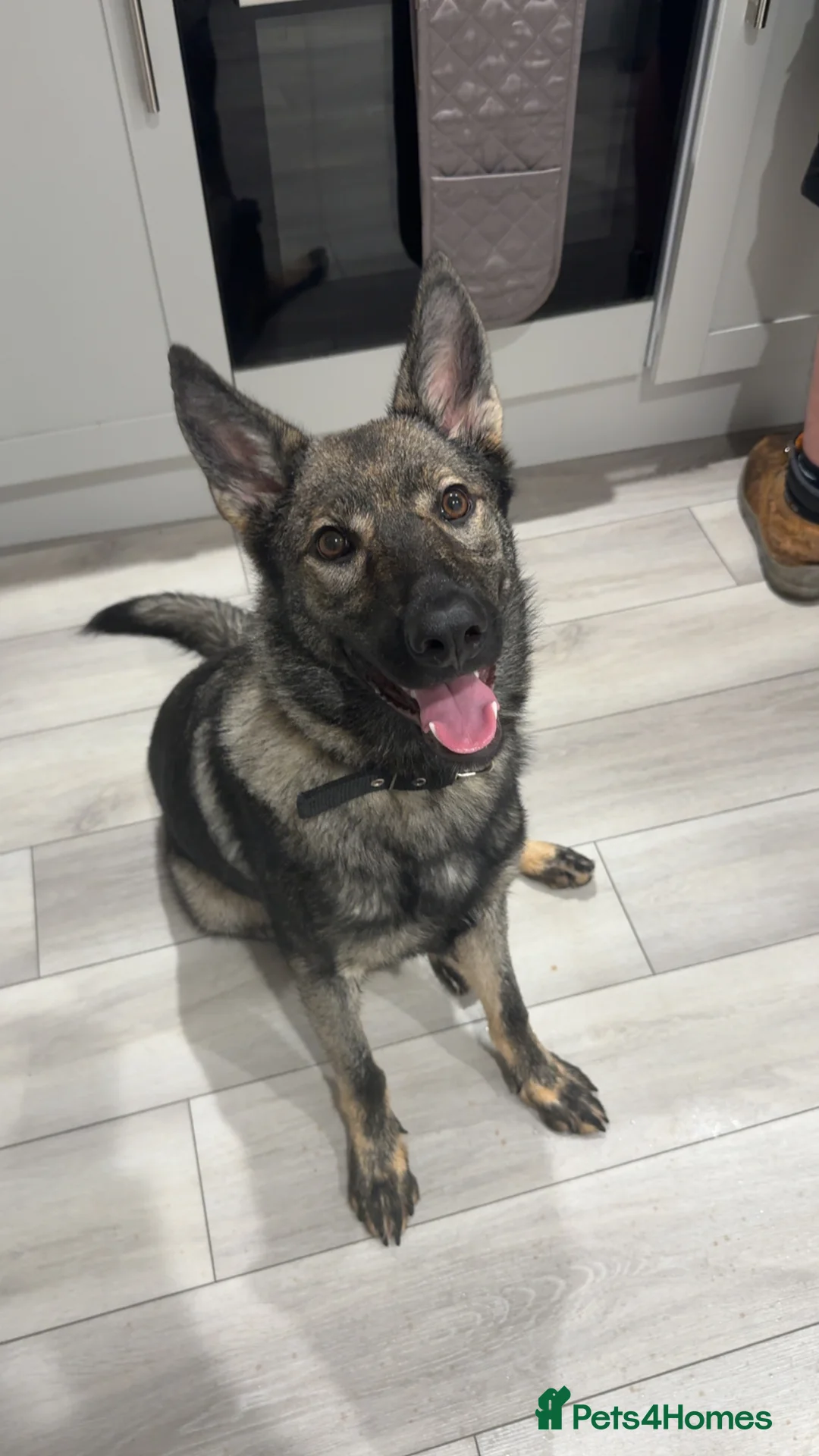 German Shepherd dogs for sale: German Shepard bitch - Advert 1