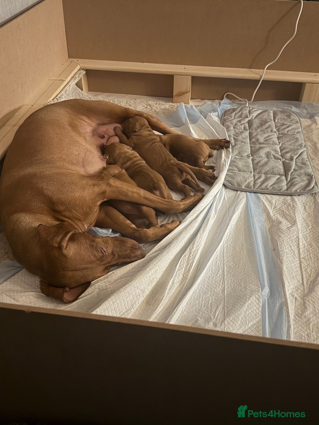 Hungarian Vizsla dogs for sale: Beautiful Hungarian Vizsla Puppies – 5⭐ Homes Only - Advert 2
