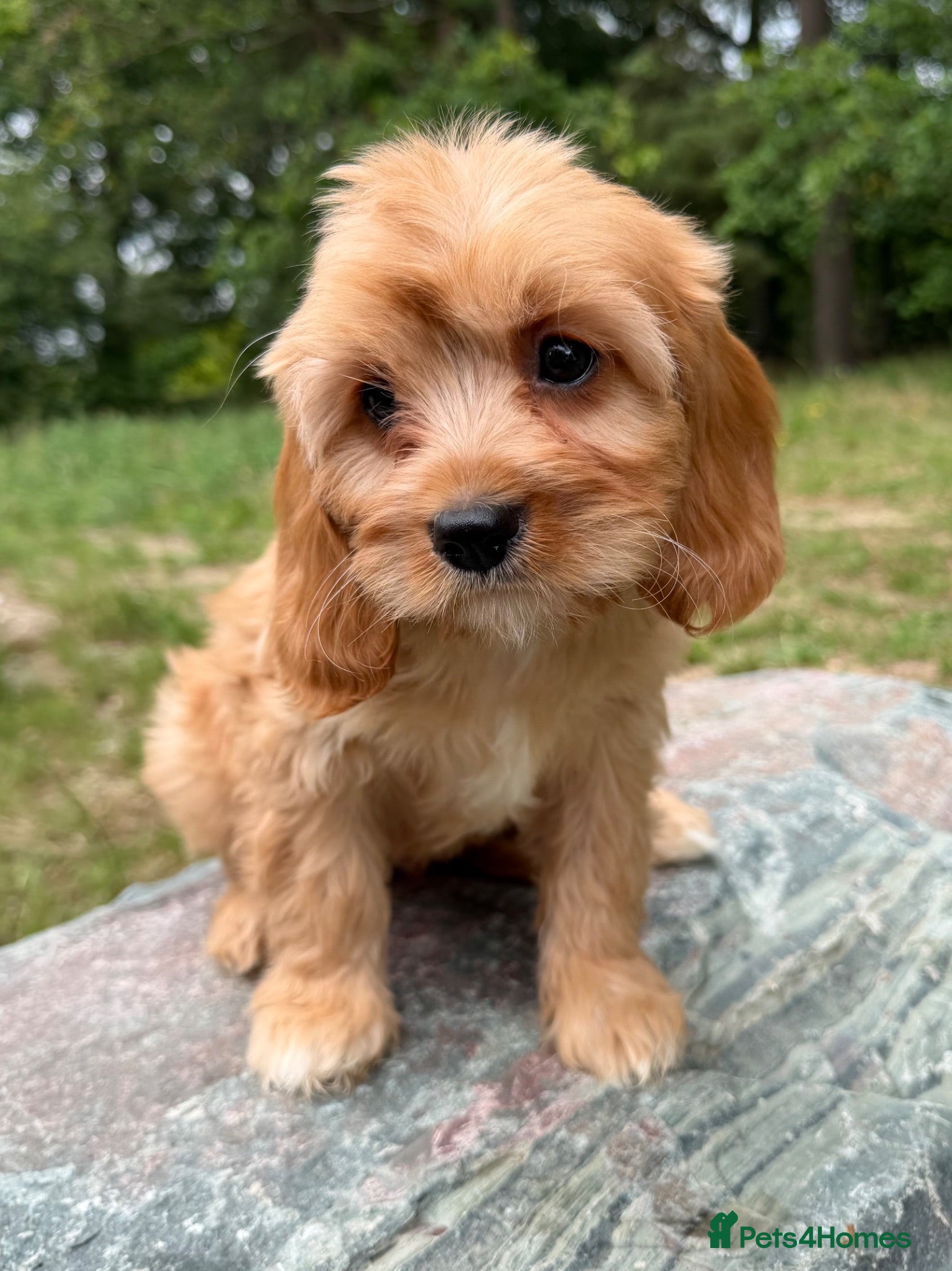 Cavapoo dogs £1250 Ready Now. - Advert 2