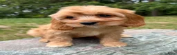 Cavapoo dogs for sale: £1250 Ready Now. - Advert 4