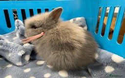 Lionhead rabbits for sale: 5 female Double Mane Lion head Doe’s for sale  - Image 6