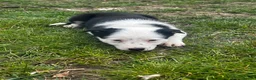 Border Collie dogs for sale: Border collie pups for sale  - Advert 3