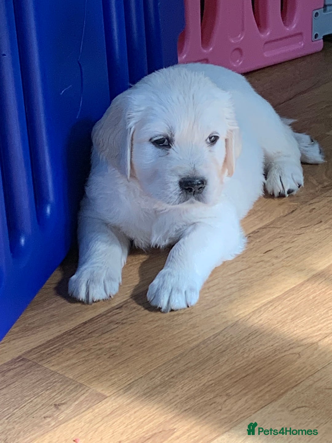 Golden Retriever dogs for sale: Gorgeous KC reg Golden Retriever Puppies - Image 7