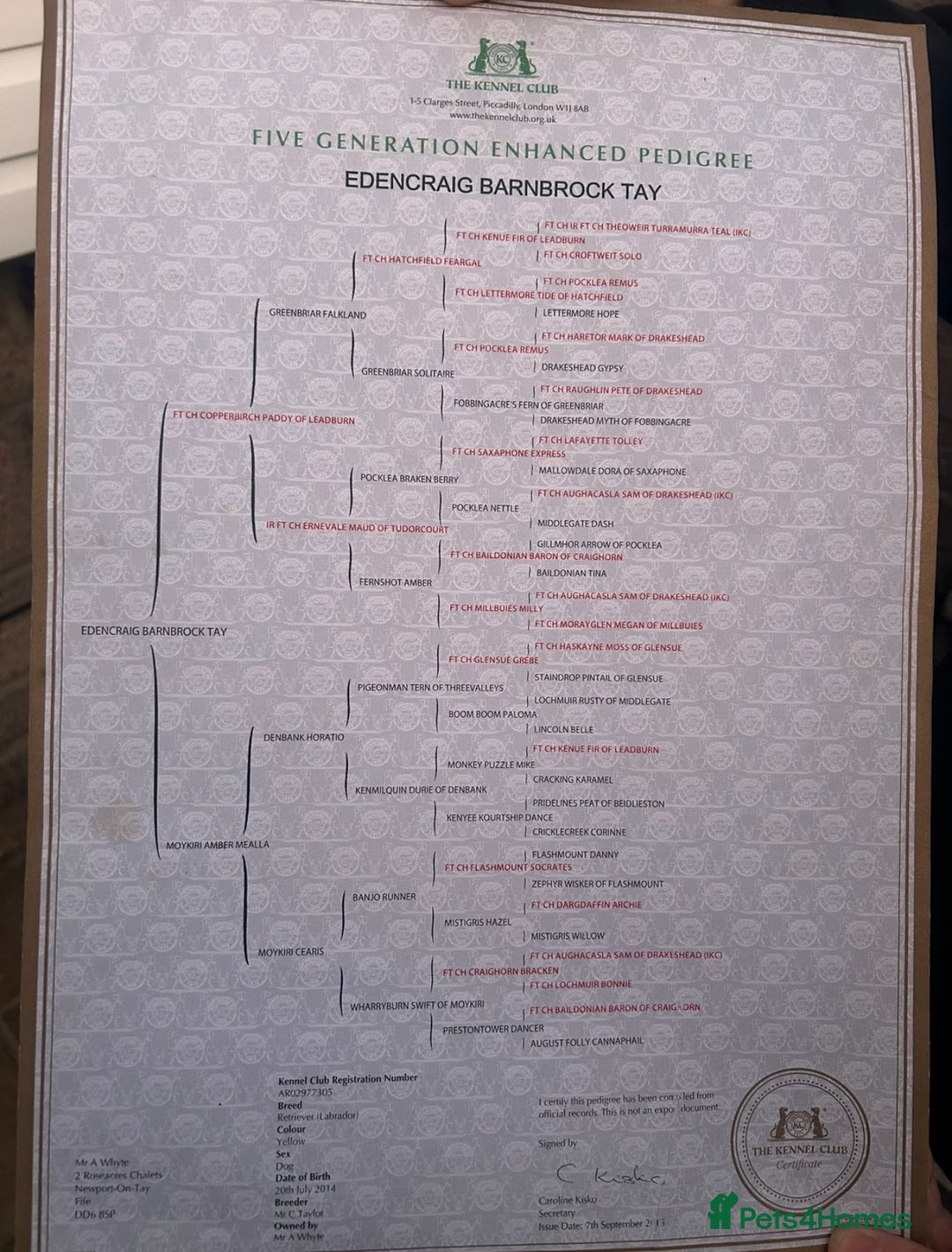 Labrador Retriever dogs for sale: Lab puppies - Advert 8