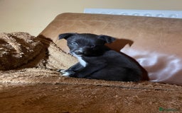 Lurcher dogs for sale: 4 stunning Lurcher colie pups - Advert 12