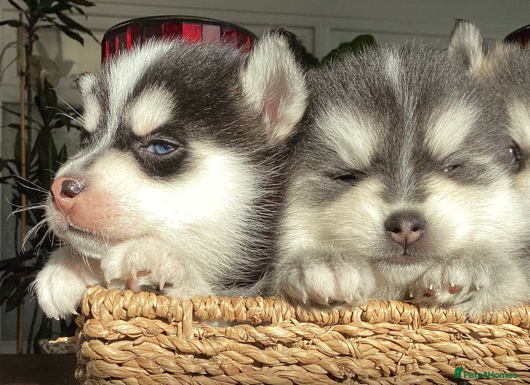 Pomsky dogs for sale: Very Tiny F4 Pomskys  - Image 31