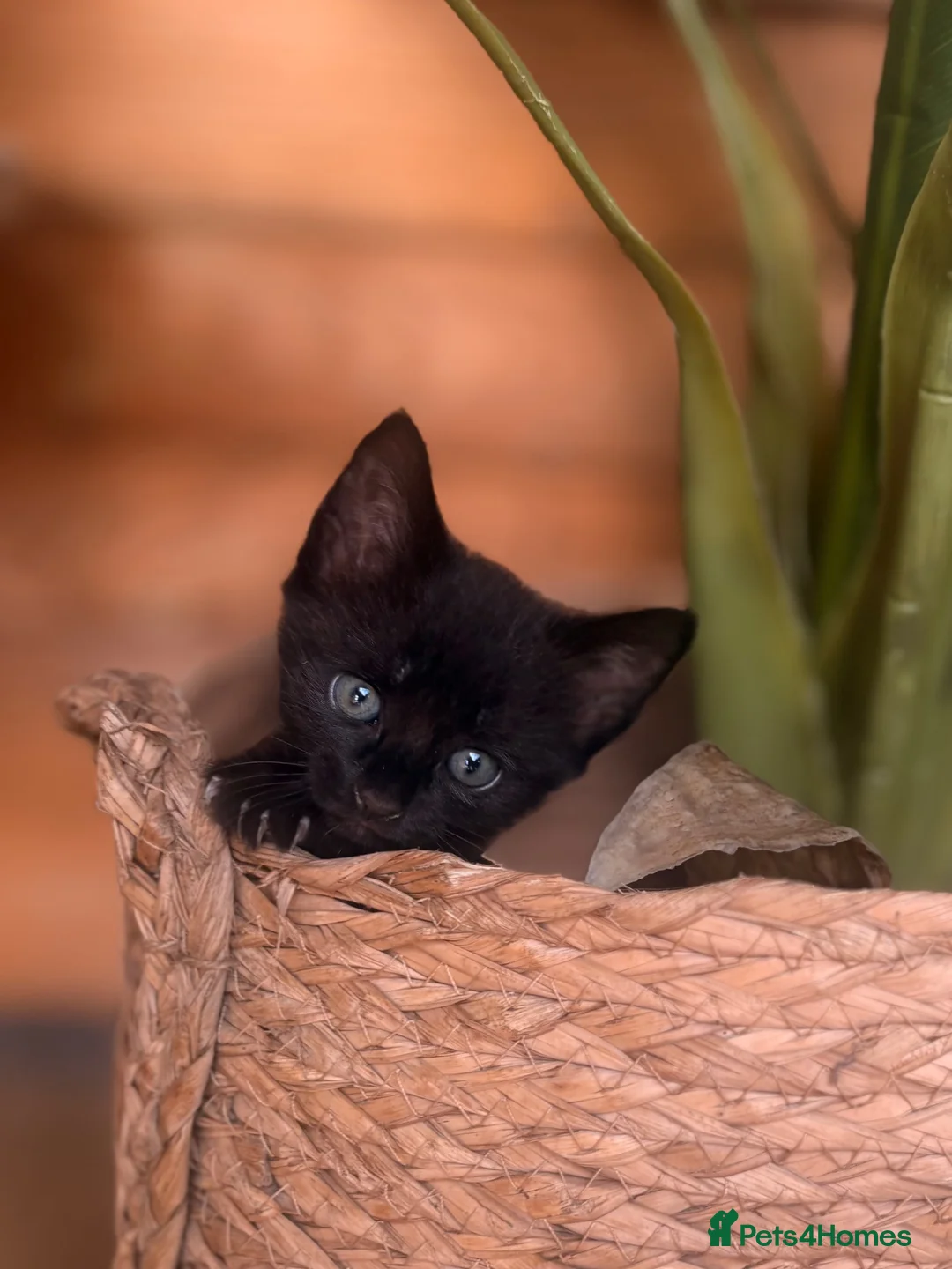 Domestic Shorthair cats for sale: Adorable Kittens 🐱 💕💙 in Dereham - Advert 21