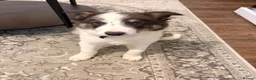 Border Collie dogs for sale: Border collie puppy in Dromore - Advert 3