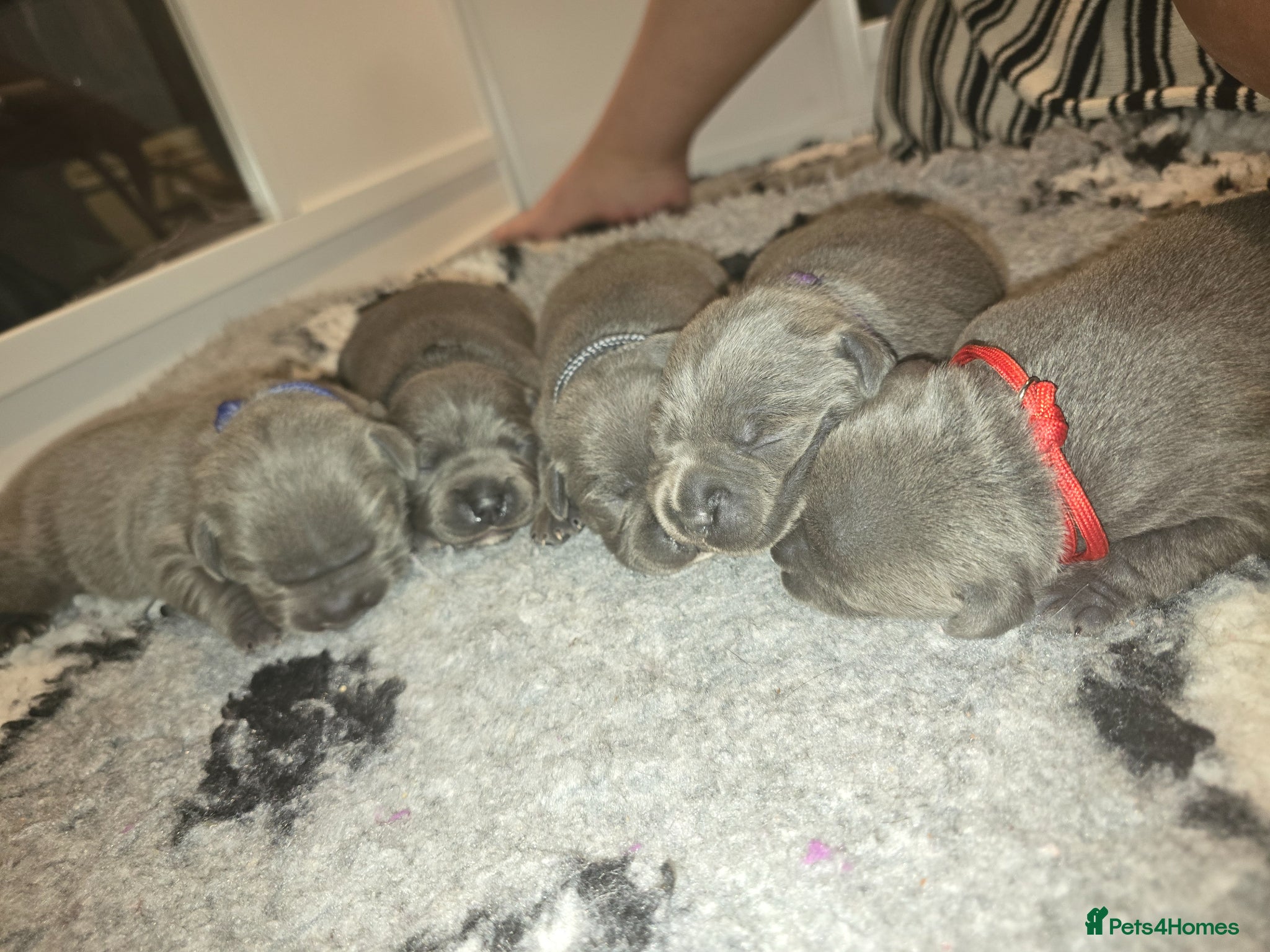 Staffordshire Bull Terrier dogs ❤️ LAST GIRL - Stunning Blue Staffie Puppies 🐾 - Advert 7