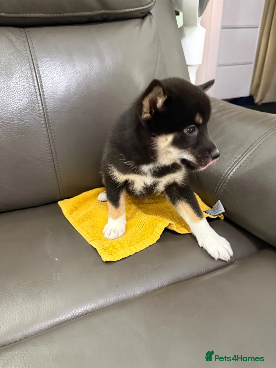 Japanese Shiba Inu dogs for sale: Beautiful babies - Advert 3