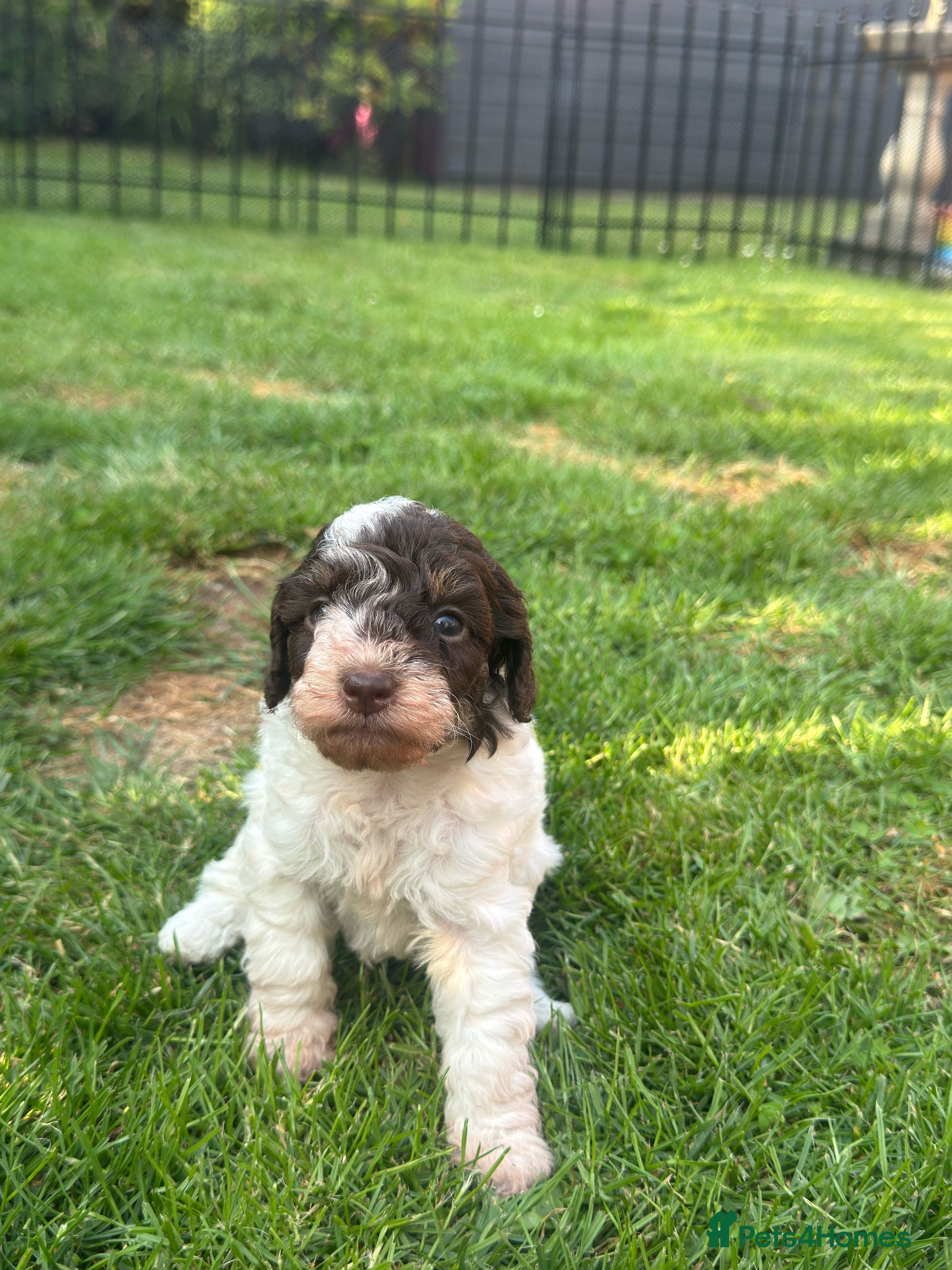 Mixed Breed dogs KC Registered Gorgeous Small Poodle Puppies  - Advert 1