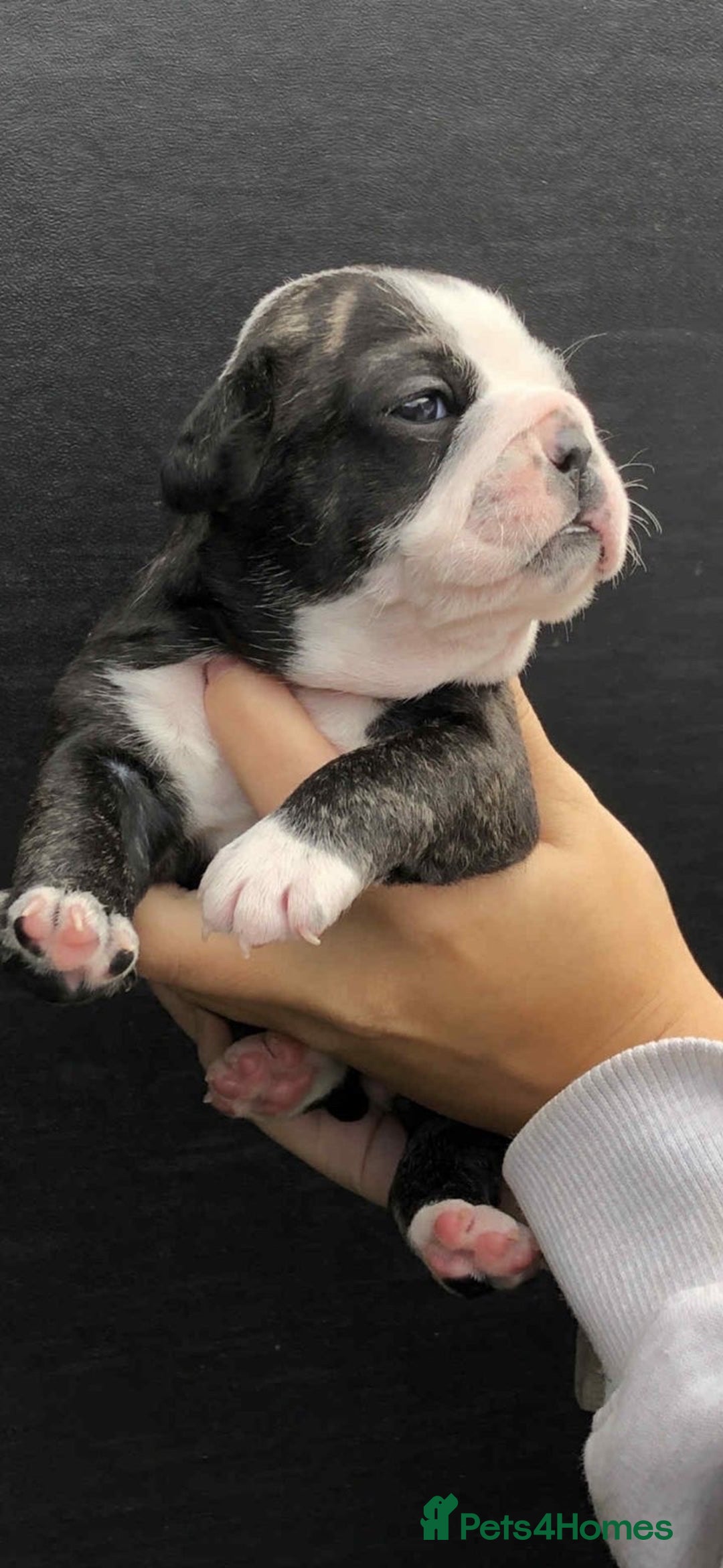 Mixed Breed dogs for sale: Two beautiful puppies left. - Advert 4