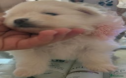 Pomeranian dogs for sale: 3 Beautiful small white Pomeranian pups  - Image 11