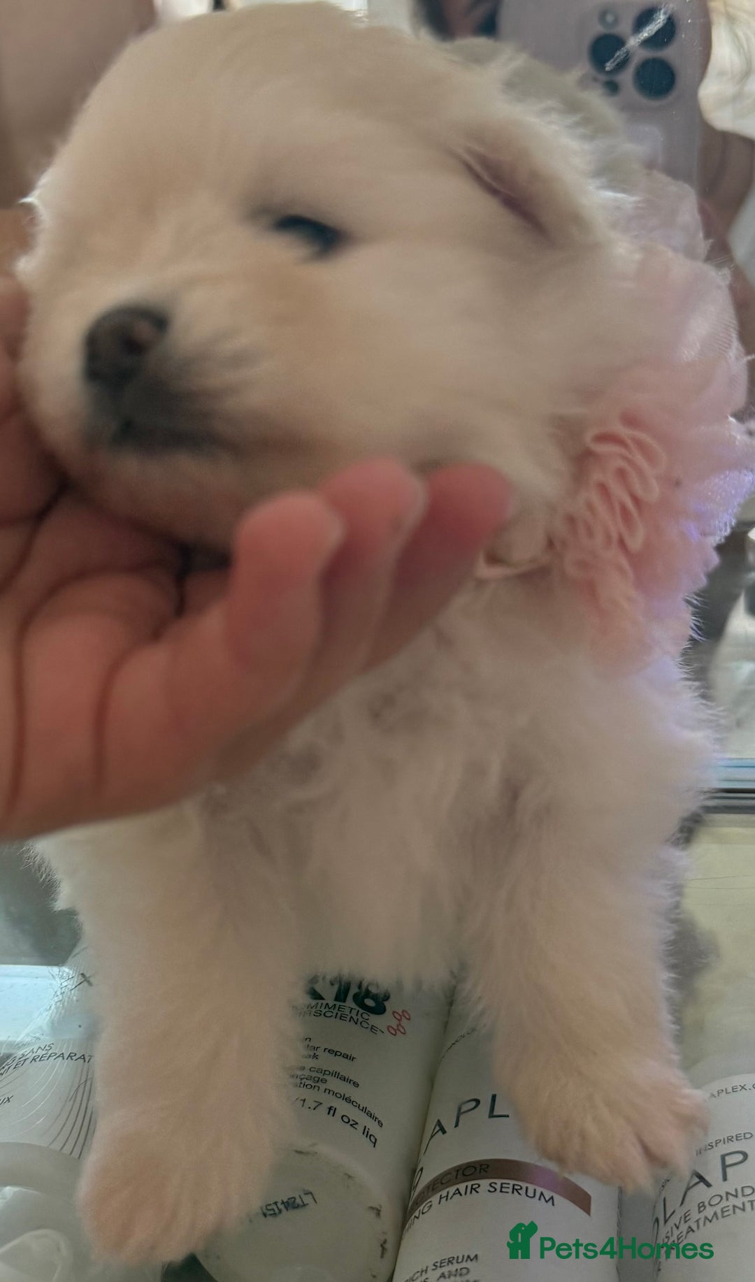 Pomeranian dogs for sale: 3 Beautiful small white Pomeranian pups  - Image 11