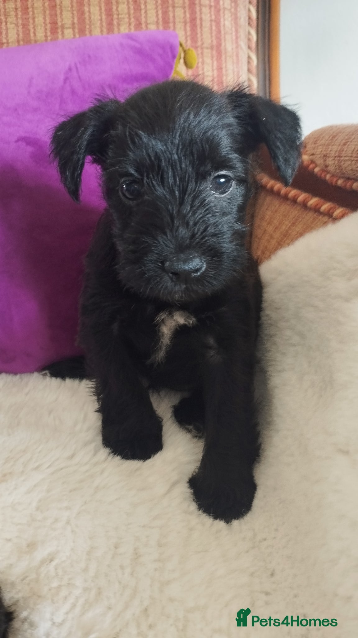 Miniature Schnauzer dogs for sale: Stunning Mini Schnauzers - Advert 5