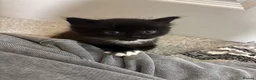 Domestic Shorthair cats for sale: Beautiful Black Female Kitten in Leeds - Advert 3