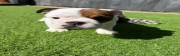 English Bulldog dogs for sale: 9 weeks old english bulldog girl puppy - Advert 11
