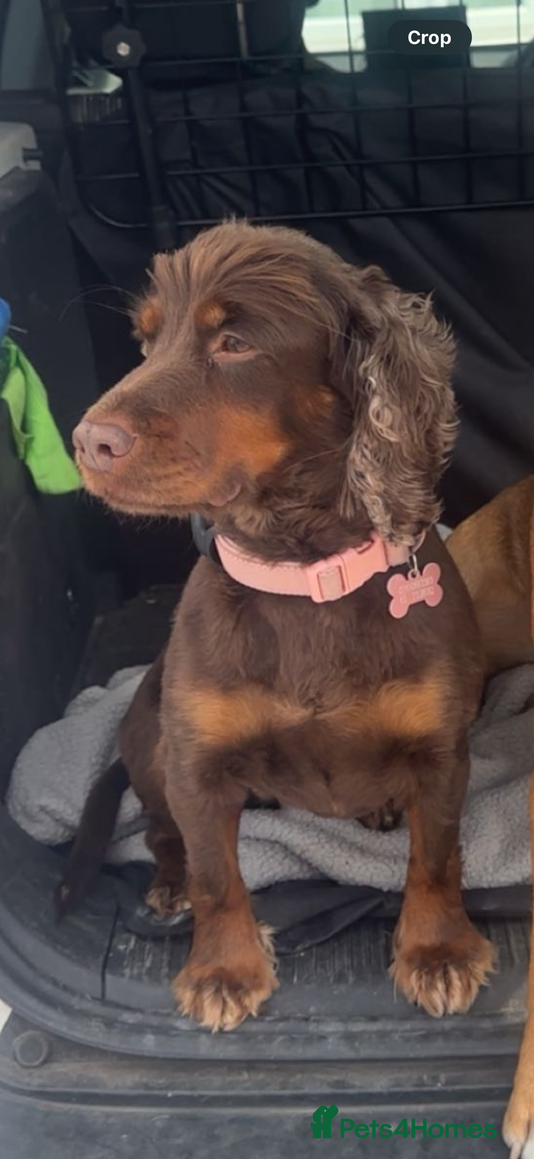 Cocker Spaniel dogs for stud: Working cocker spaniel (tan and brown)  - Image 2