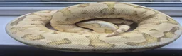 Mixed Breed invertebrates for sale: Reptile & bug collection for sale - Advert 10