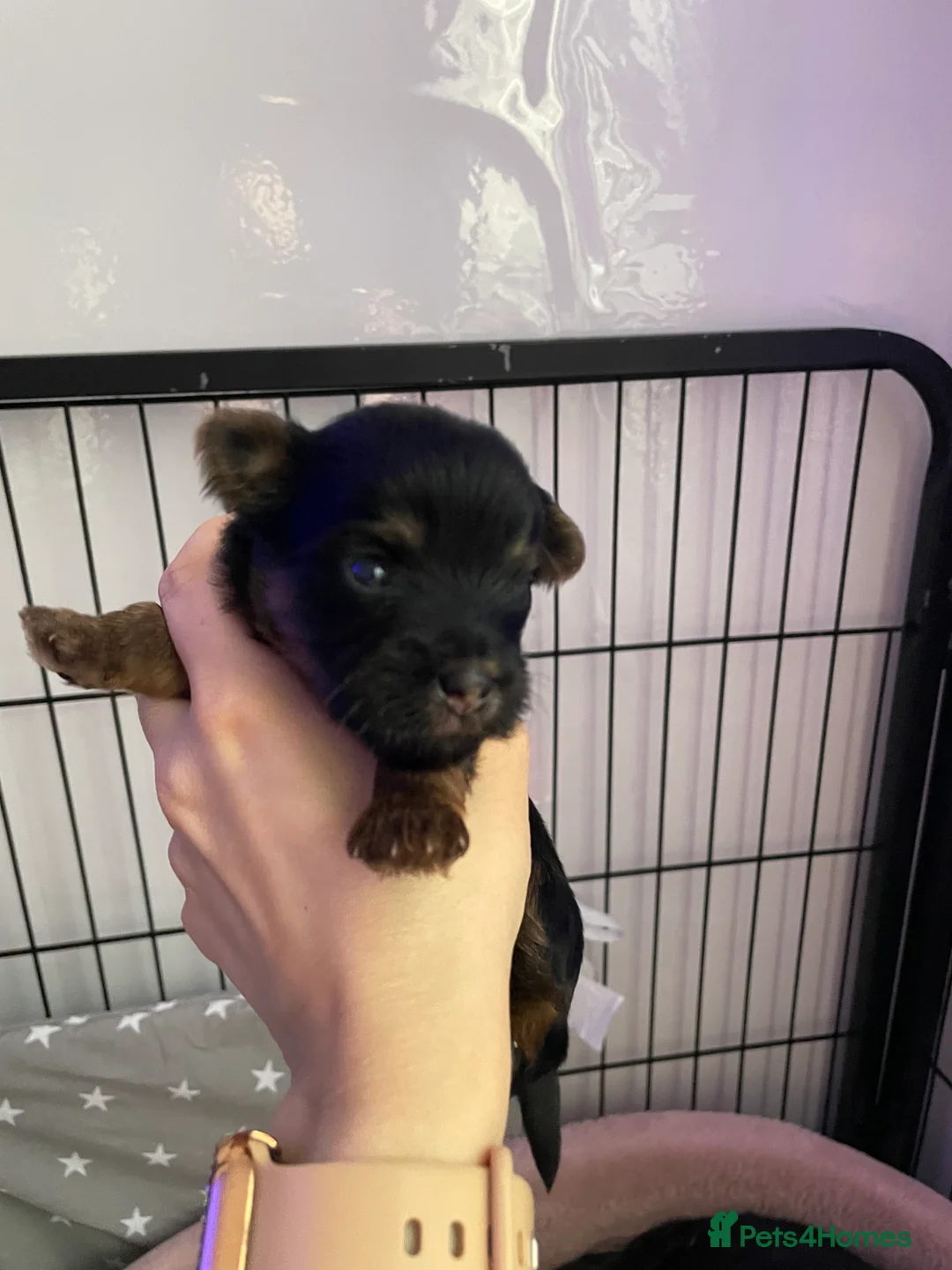 Yorkshire Terrier dogs for sale: pure breed yorkshire terrier  - Advert 15