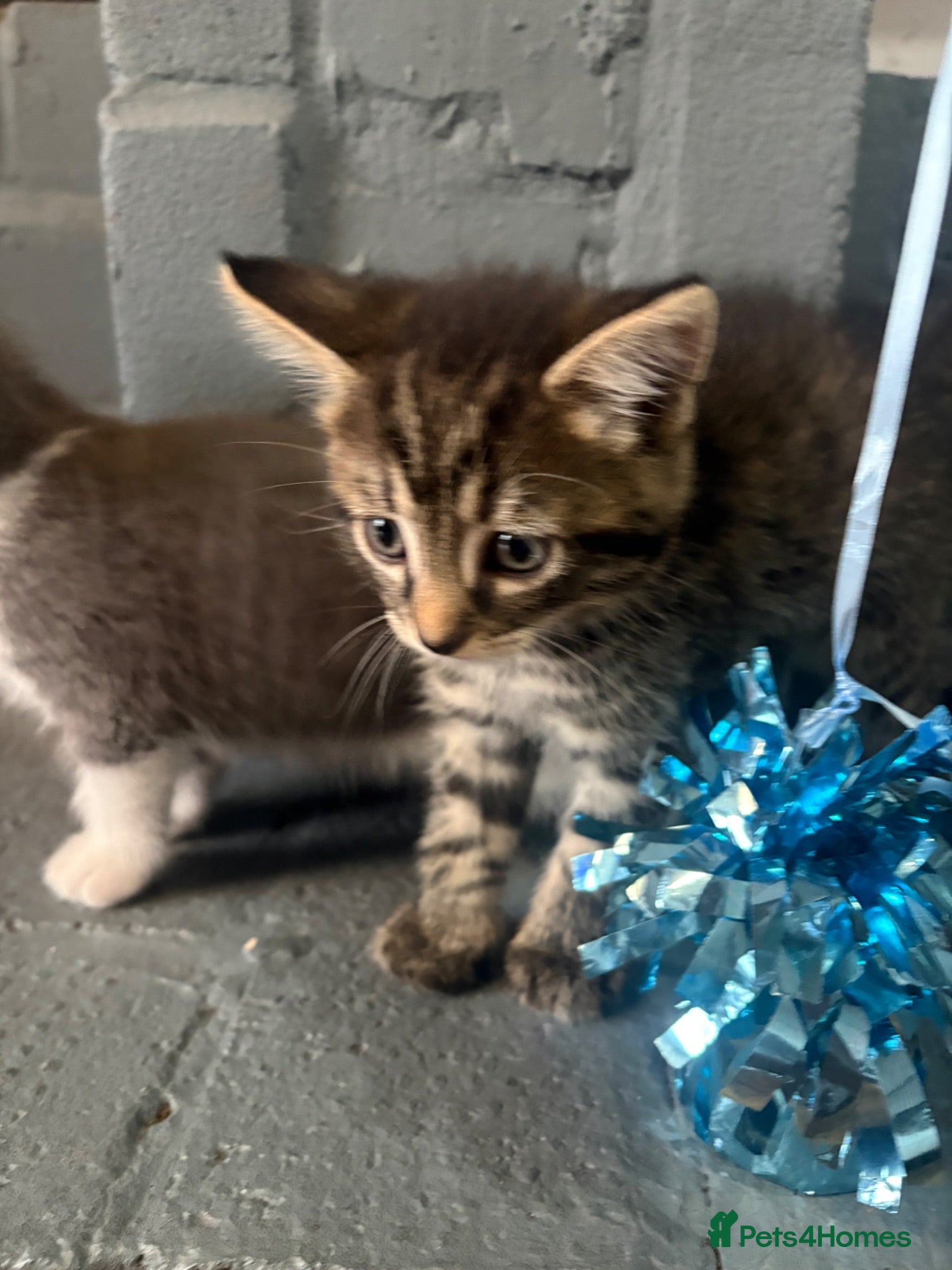 Mixed Breed cats Male tabby - Advert 1
