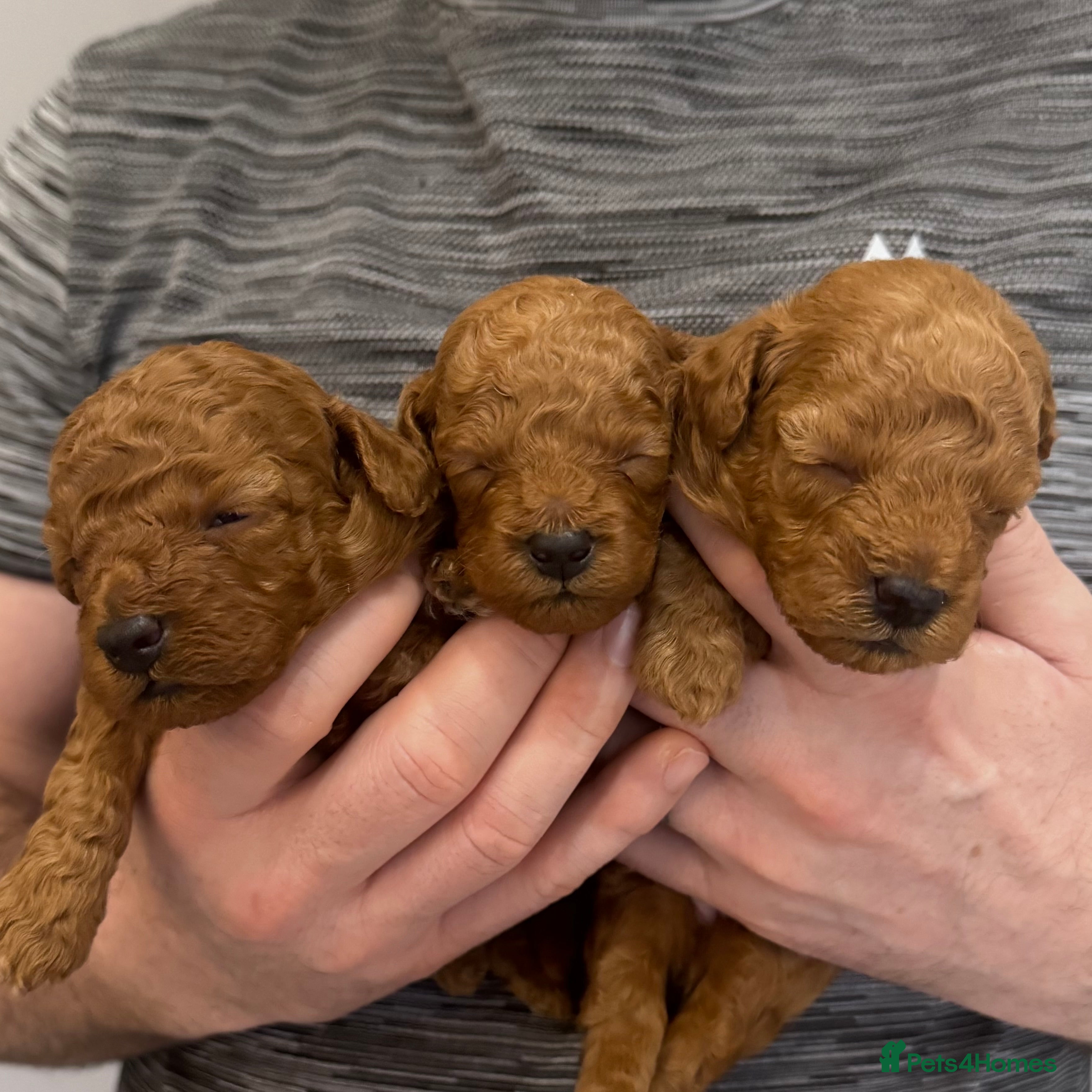 Maltipoo dogs 🐶 Adorable Red Maltipoo Puppies Available 🐶 - Advert 1