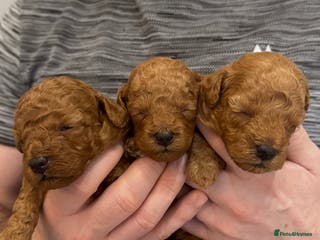 Maltipoo dogs 🐶 Adorable Red Maltipoo Puppies Available 🐶 - Advert 1
