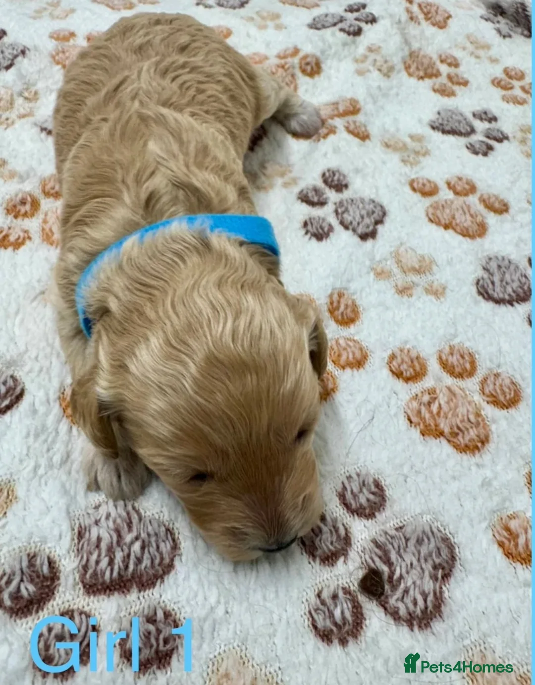 Cavapoo dogs for sale: Exquisite Miniature Cavapoo Puppies in Plymouth - Advert 1